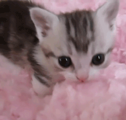 Pink aesthetic gif